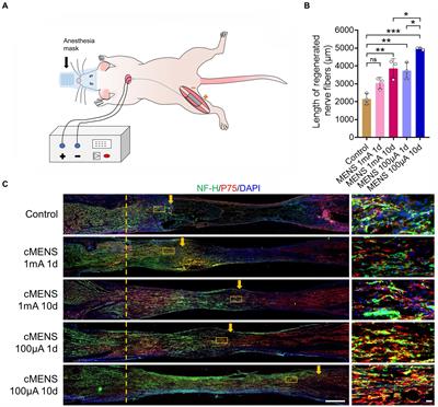 Enhancing regeneration and repair of long-distance peripheral nerve defect injuries with continuous microcurrent electrical nerve stimulation